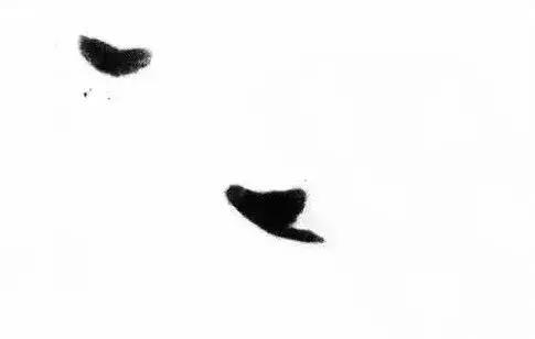 如何画一只简单的小鸭，怎样画一只小鸭子（寥寥几笔画小鸭！）