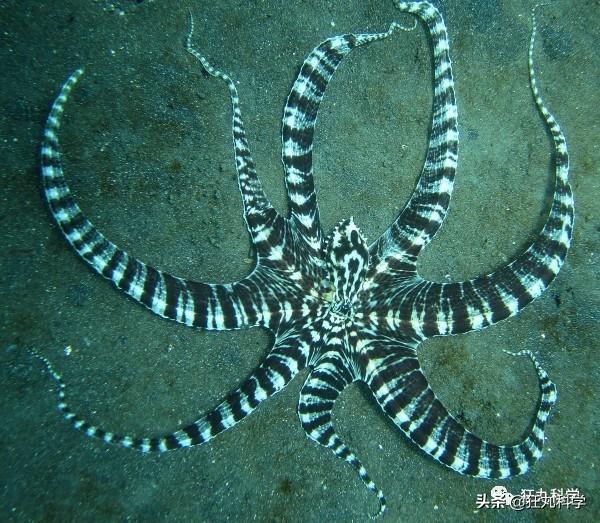 章鱼有几只脚，章鱼有几只脚章章鱼长什么样（它们还是海底的山寨大师）