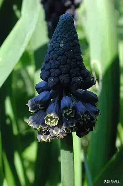 延龄草的花语和传说，延龄草的作用（园林人，这些黑色植物你见过吗）