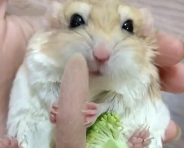 仓鼠有什么品种，仓鼠的品种有什么（第5种国内几乎没人养）