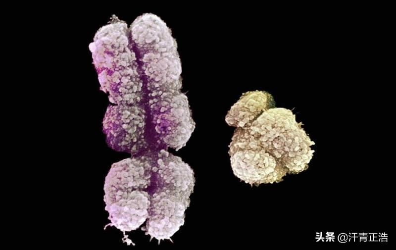 堂弟和表弟的区别，堂弟和表弟的区别在哪（堂哥表哥你真得能分清吗）