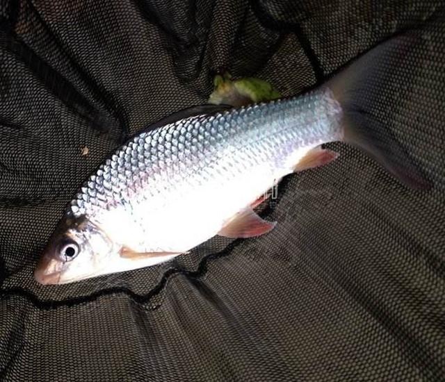 如何钓鲮鱼，怎样才能钓到鱼（垂钓野生土鲮应当把握这几种技巧）