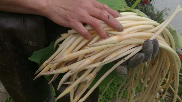 苋菜是什么菜，俗名叫什么（7月野菜金不换）