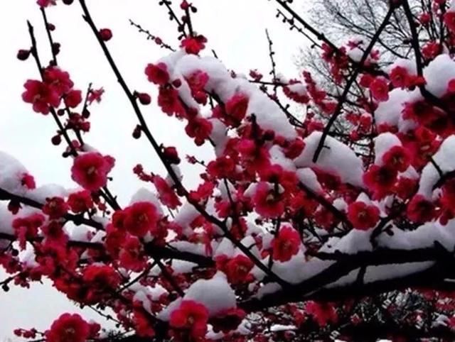 我国国花是什么花，中国国花是什么花（中国国花是什么花）