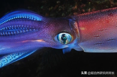 海底最深处的生物，10000米恐怖深海鱼（南极深处真的存在巨大的生物吗）