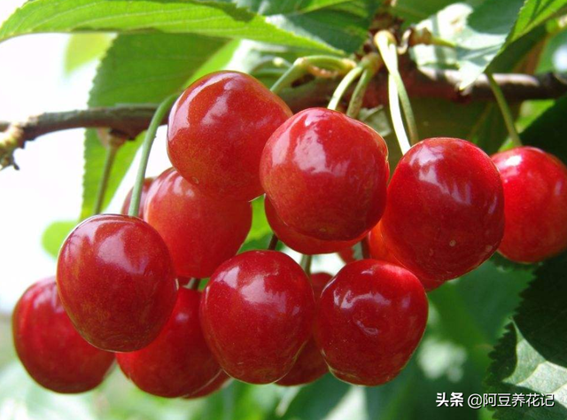 樱桃树的修剪方法，樱桃树栽培技术常用修剪方法（不是随意剪掉任何1个枝条）