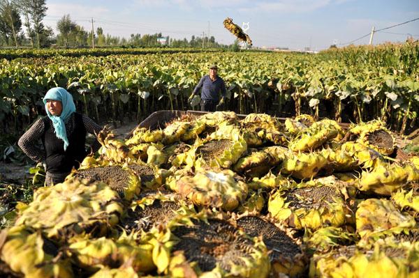 向日葵叶，向日葵种植技术（向日葵叶子图片）