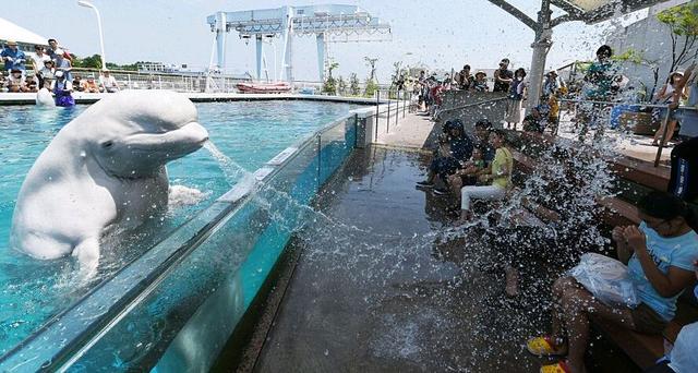 白鲸的特点有哪些，怎么形容白鲸的特点（当你还将白鲸当成没有情感的动物时）