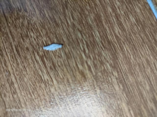 白色虫子很小像纸屑，家中发现像纸片薄的虫子（这是什么虫子？新物种）