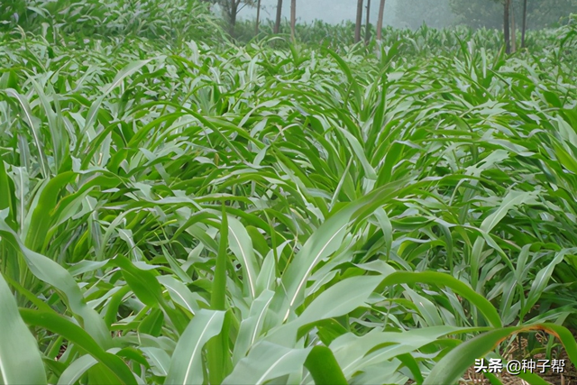 墨西哥玉米草缺点，墨西哥玉米草种植管理技术（墨西哥玉米草亩产3万公斤）