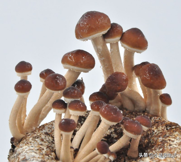 种植蘑菇菇方法，种植蘑菇菇方法有哪些（自己种的就是香）