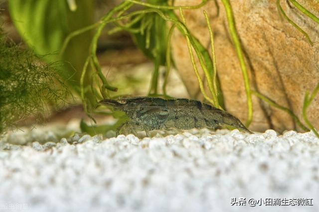 虾的种类有哪些，河里的虾的种类有哪些（适合新手饲养的宠物虾及小型观赏虾详情）