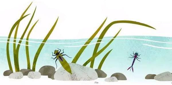 蜻蜓的特点是什么，蜻蜓的特点是什么技能（蜻蜓的特点是什么）