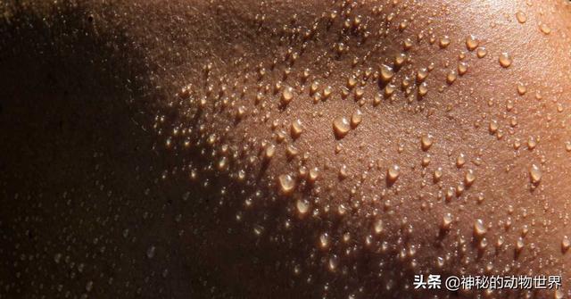 大象的耳朵有什么作用，大象耳朵的作用和特点（大象的耳朵除了听觉）