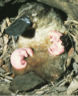 植物活化石有哪些，活化石有哪些（十大动植物活化石）