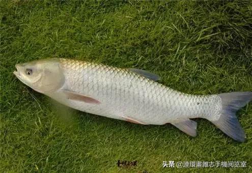 淡水鱼都有什么鱼，钓鱼人一定要知道的二十种淡水鱼（中国常见的20种淡水鱼）