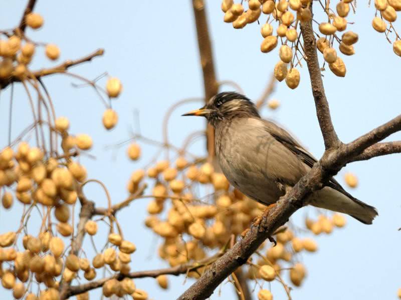 神农癣大夫多少钱一盒(川楝子) - 价格百科
