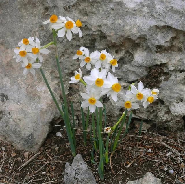 迎春花几月开花，迎春花什么季节开花（立春过后就准备灿烂开花）
