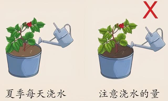 玫瑰要怎么养才长得好，难在正确的栽种方法与步骤