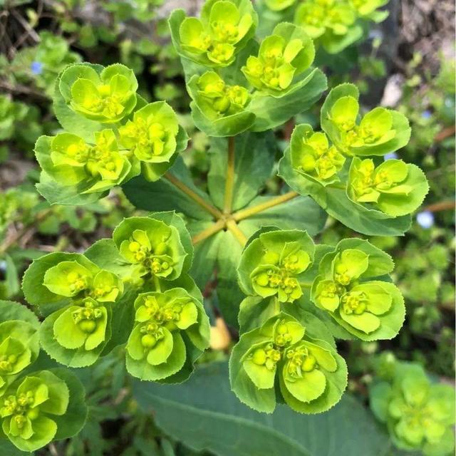 春天的花有什么，春天的花有几种分别是什么（40种小野花）