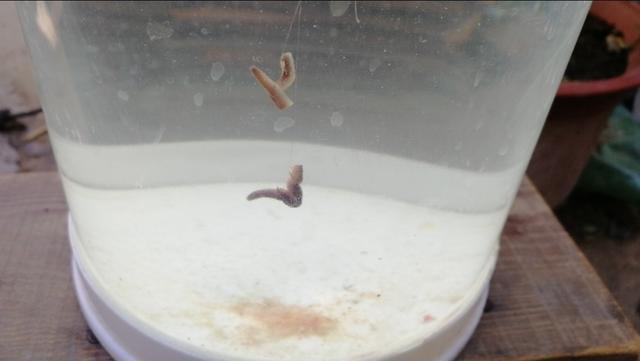 钓鱼浮漂怎么调，钓鱼浮漂的位置如何调准（浮漂调不好并不是你不会调）