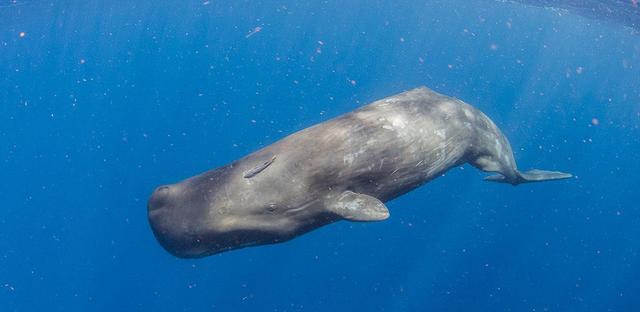 海豚和鲸鱼的区别，鲸鱼和海豚的区别（海豚还是鲸鱼）