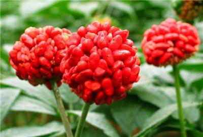 三七种植方法，盆栽三七图片（家种三七的种植方法、病虫害防治及优质丰产栽培技术）