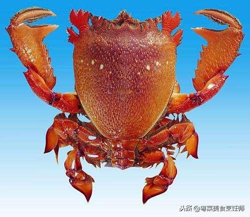 世界上最稀有的螃蟹排行榜，聚集十几种比较有名的螃蟹