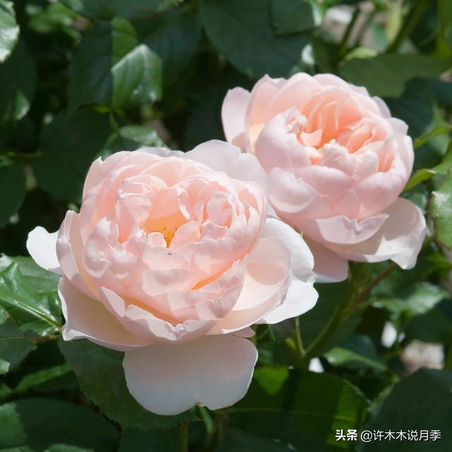 Thecastle.城堡网名，Thecastle.城堡（奥斯汀官方推荐月季品种）