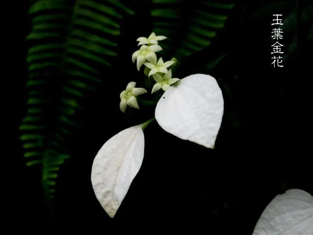 夏日里的江南山野奇花，玉叶金花白纸扇