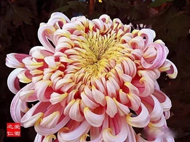 世界最美菊花80种太美了，金秋十月赏菊花——世界最美菊花80种送给您