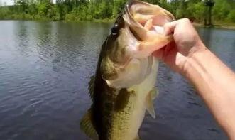 抓鱼是什么梗，给我找一个抓鱼的（下次不要抬下巴撩妹）