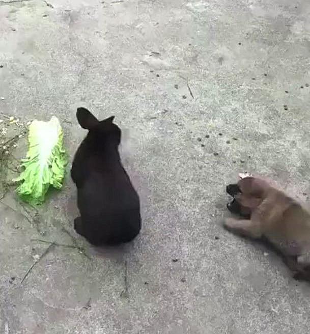 兔子怎么养？这些养护技巧可以帮你