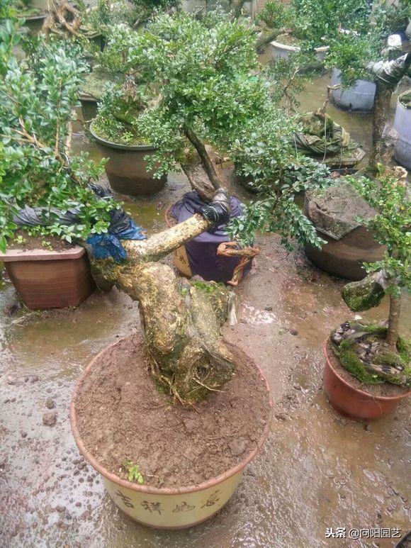 黄杨（黄杨树价格表，这棵黄杨树生长了百年（最贵的黄杨树图片价格）