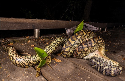 黄金猛鱼打得过森蚺吗，地球恐怖的十大蟒蛇