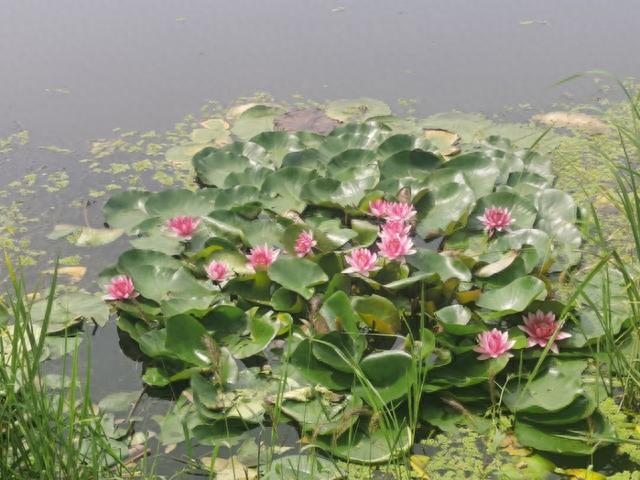 牡丹江莲花公园