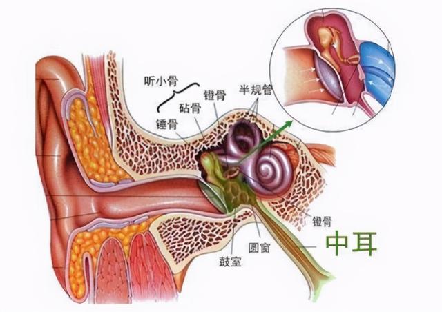 耳朵里面流脓水怎么治疗，耳朵里面流脓水怎么回事（1种中成药加1种药材能解决）