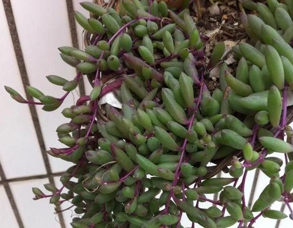 紫玄月的养殖方法和注意事项，紫玄月的养殖方法和注意事项夏季（枝叶长得快、开花更美）