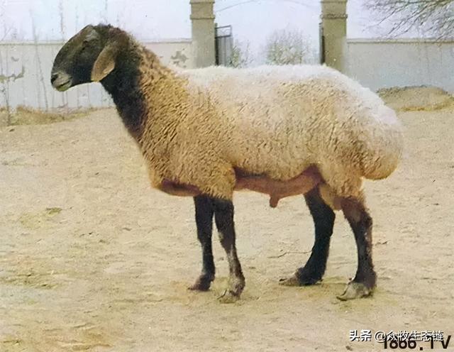 大同特产，世界上最好的羊，看看都在哪（大同特产有什么可以送礼的）