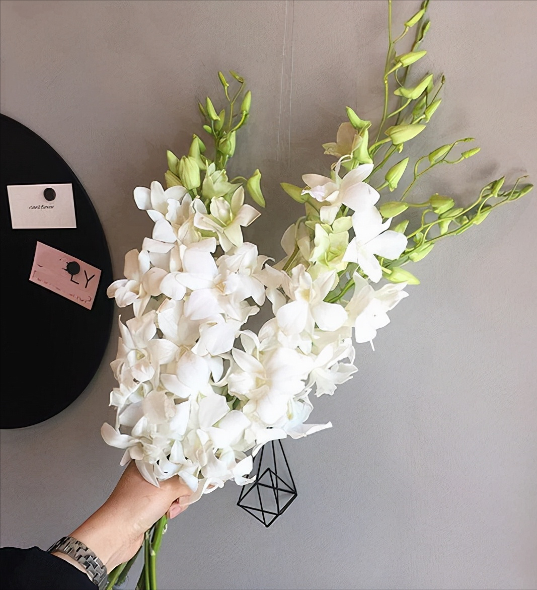 常见的线状花材(线状花材有哪些-)-柯彬网