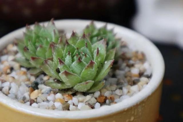 丸叶松绿怎么养，丸叶松绿的叶子可用来繁殖吗（养多肉，记名字，预防老年痴呆）