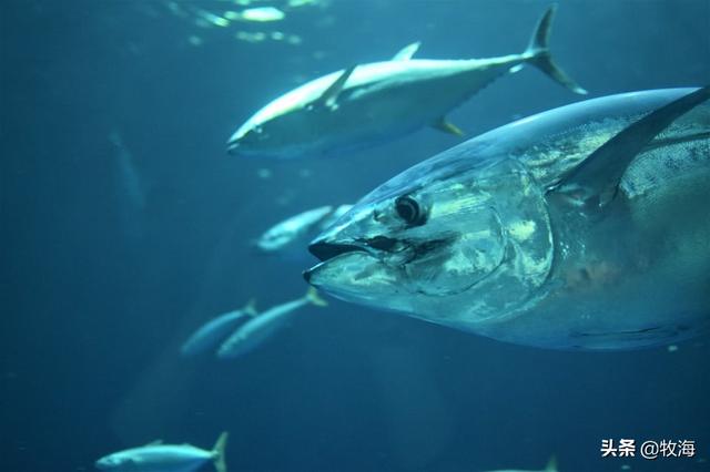白金枪鱼是什么鱼，白金枪鱼和红金枪鱼哪个贵（天价蓝鳍金枪鱼及其背后的秘密）