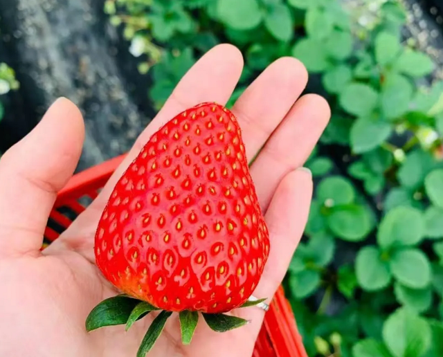 草莓基地在哪里，草莓的产地是哪（成都5个草莓基地）