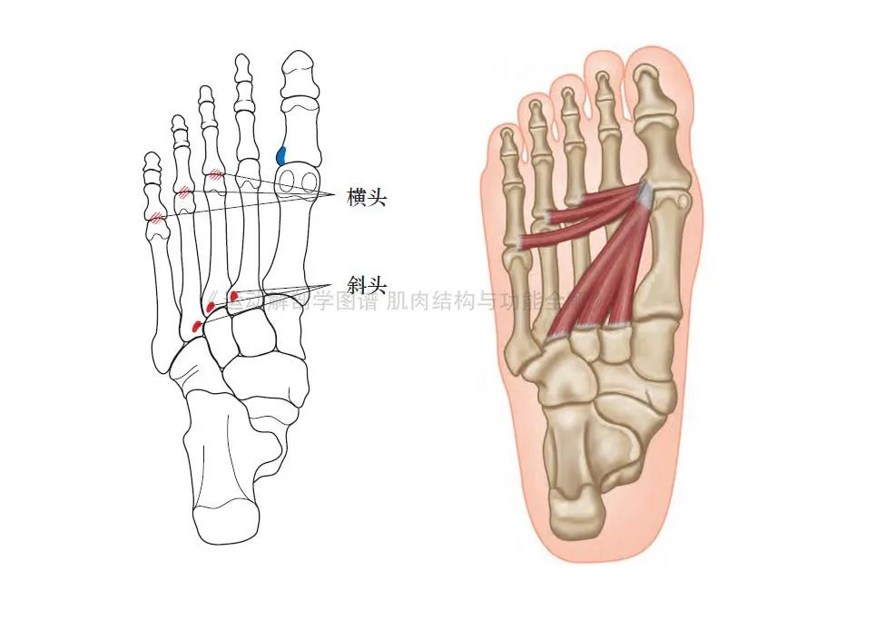 脚的各个部位详细图（足部肌肉解剖图解及展示）