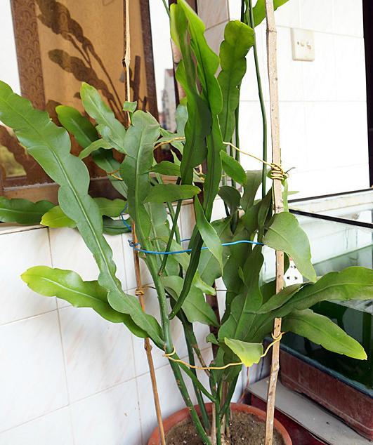 用一片叶子扦插的昙花应该怎么养，昙花整片叶子怎么扦插（用一片叶子就可以扦插一盆）