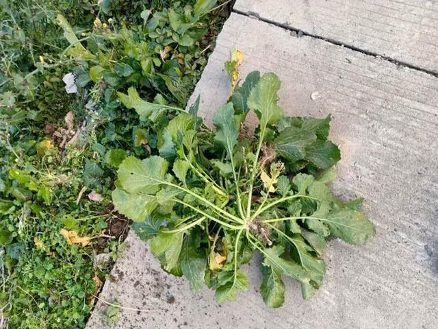 腊菜腌制方法，油菜田边的一种野菜