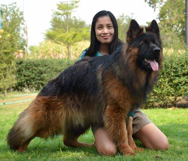 为什么很少人养德牧，为什么养德牧的人比养杜宾的人多（德牧是“万能工作犬”）