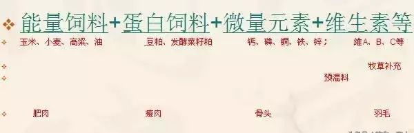 小鸡仔急促的叫声什么意思，小鸡一直叫怎么回事（雏鸡的饲养技术——雏鸡的饲喂）