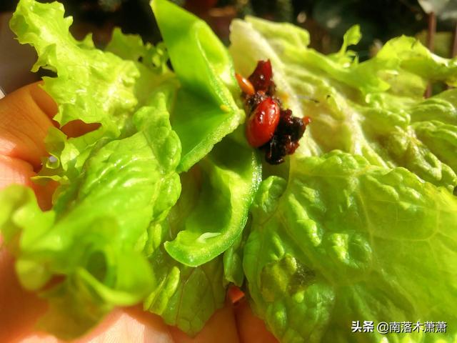 青椒炒鸡架的家常做法，青椒炒鸡架怎么做好吃（去市场两块五买了一个生鸡架）