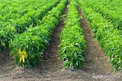 什么是露地种植，什么是露地种植蔬菜（露地栽种辣椒能高产掌握“五法”是关键）